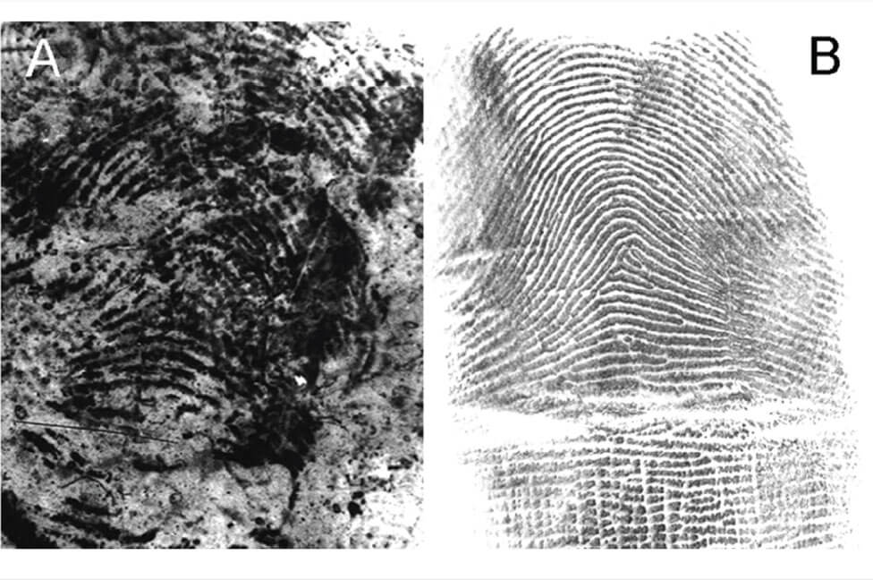 Fingerprint Samples